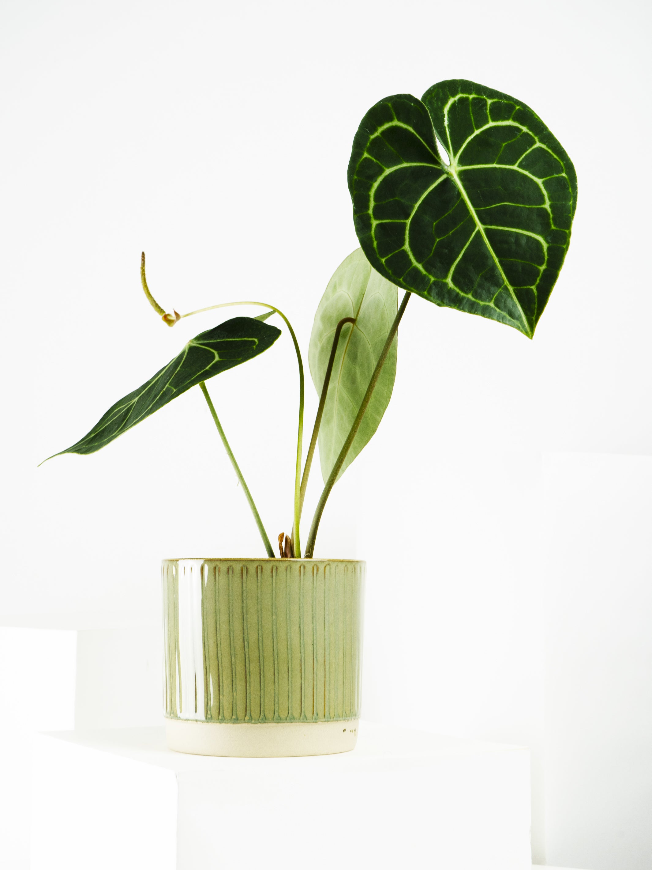 Anthurium Clarinervium with heart-shaped, velvety leaves featuring light green veins, showcasing its vibrant green color.