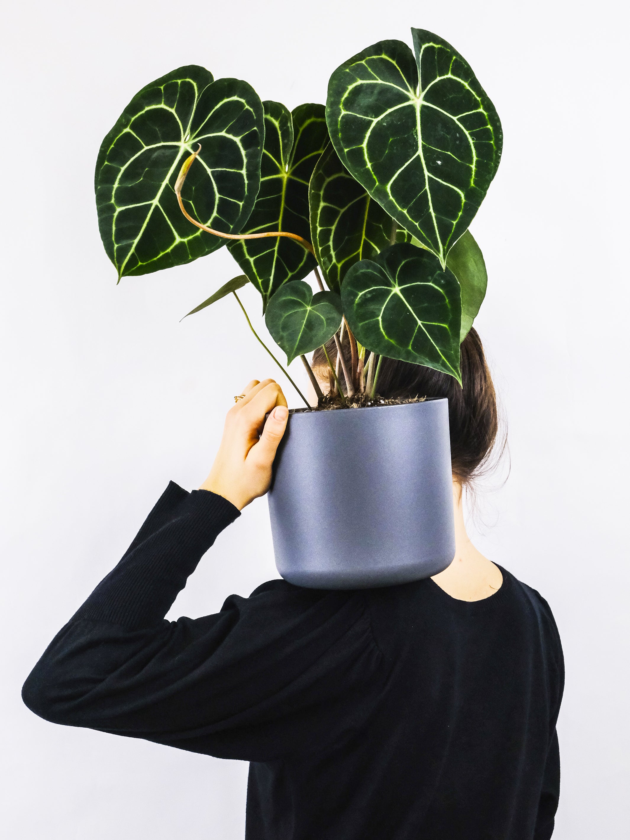 Anthurium Clarinervium with heart-shaped, velvety leaves featuring light green veins, showcasing its vibrant green color.