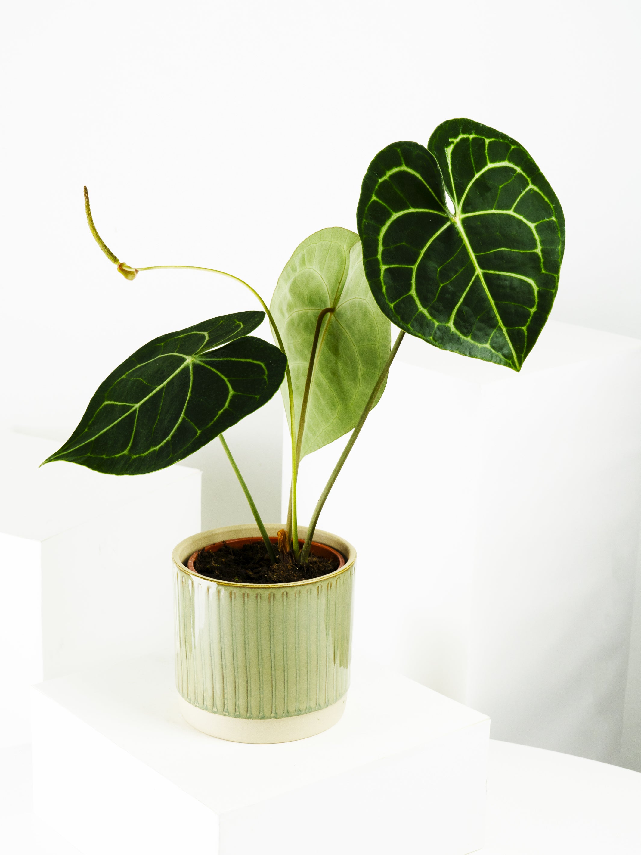 Anthurium Clarinervium with heart-shaped, velvety leaves featuring light green veins, showcasing its vibrant green color.