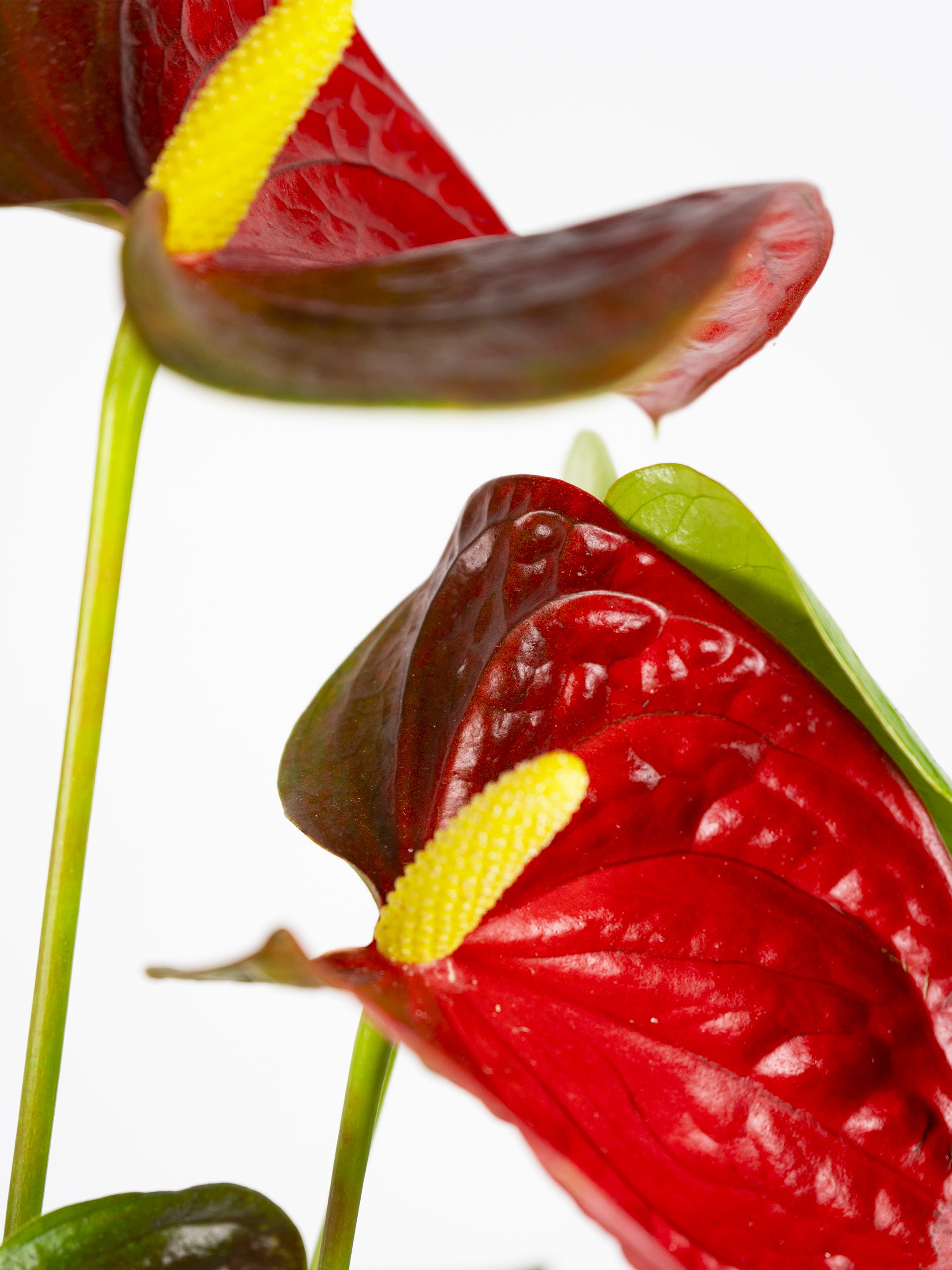 Anthurium Rojo plant with vibrant red flowers and heart-shaped leaves in a decorative pot.