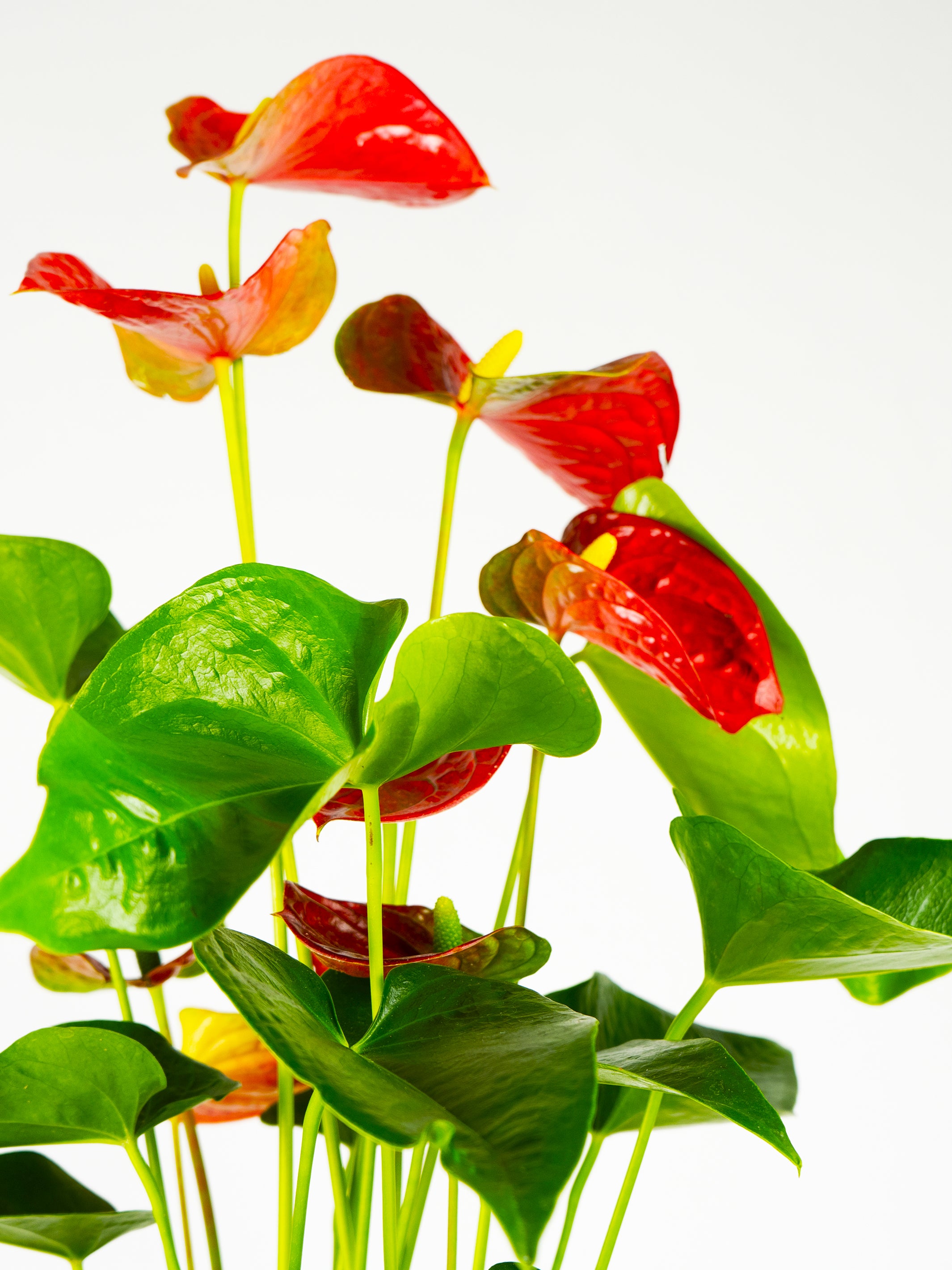 Anthurium Rojo plant with vibrant red flowers and heart-shaped leaves in a decorative pot.