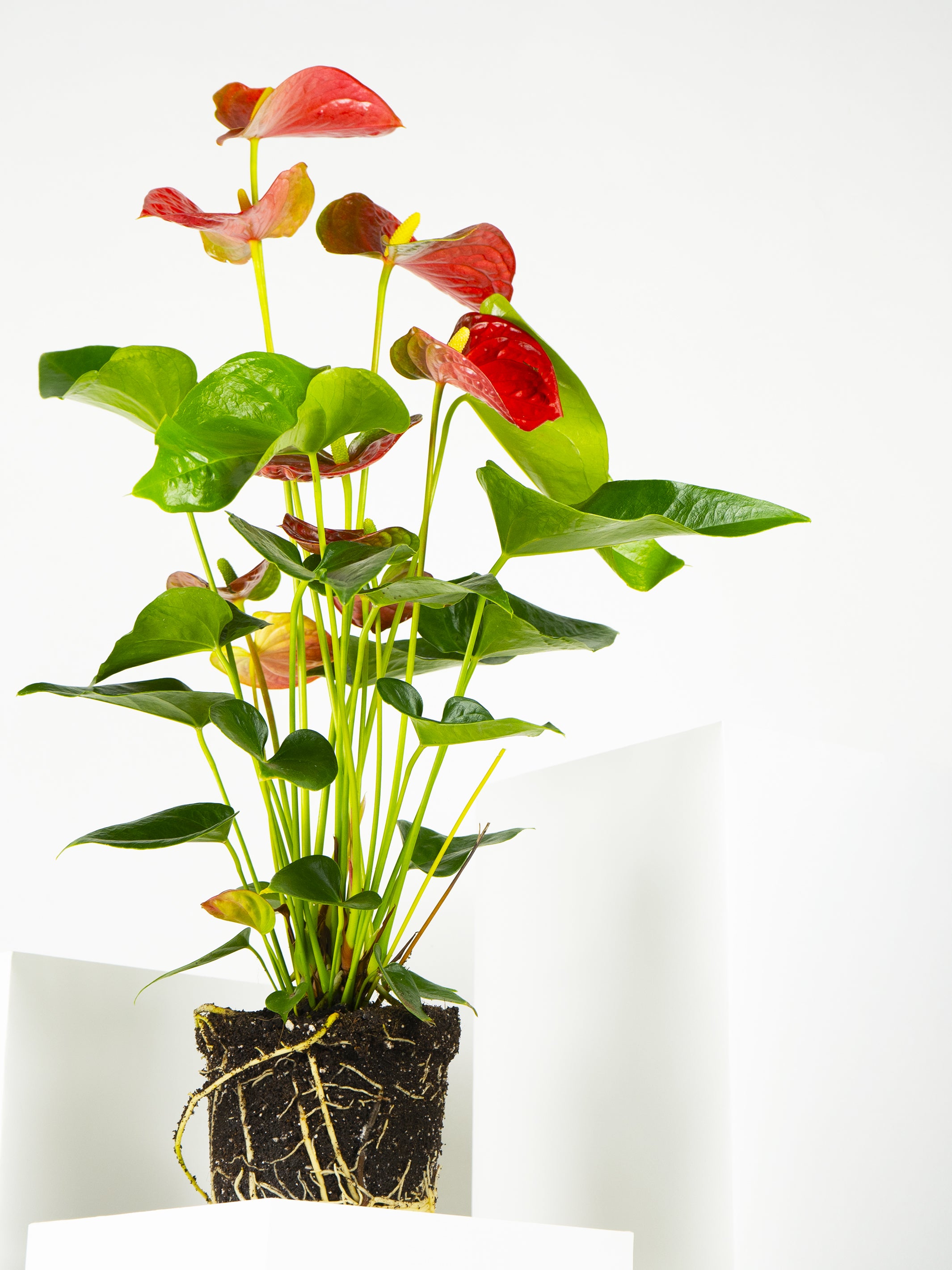 Anthurium Rojo plant with vibrant red flowers and heart-shaped leaves in a decorative pot.