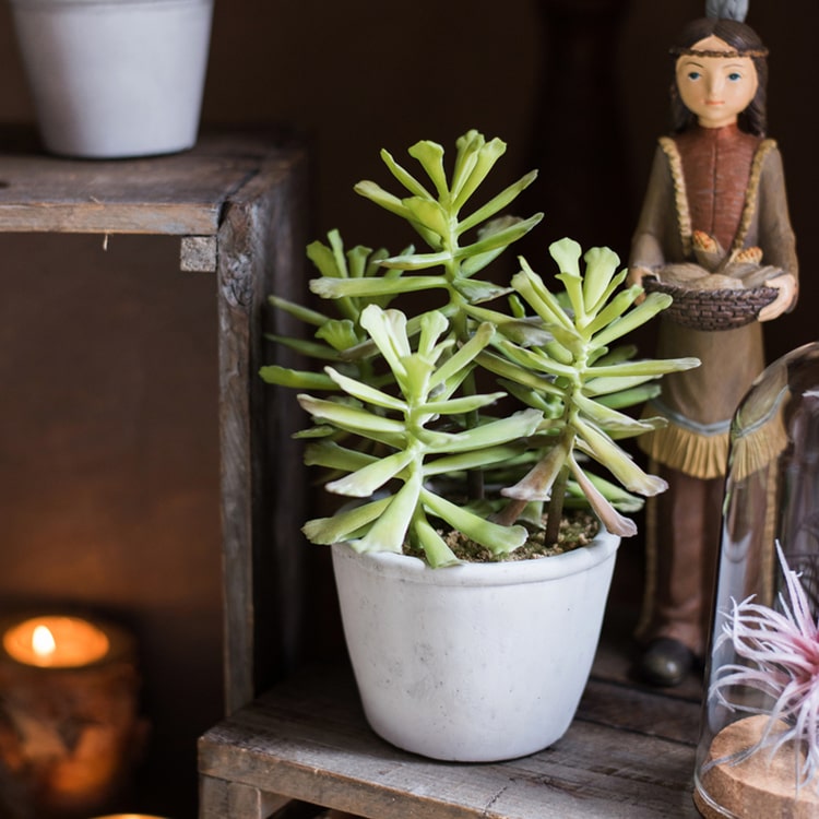 Artificial Faux Adromischus Succulent in a light gray pot, showcasing realistic green leaves and a stylish design.