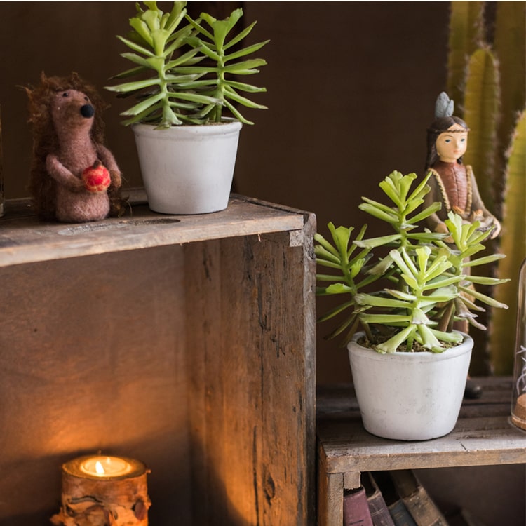 Artificial Faux Adromischus Succulent in a light gray pot, showcasing realistic green leaves and a stylish design.