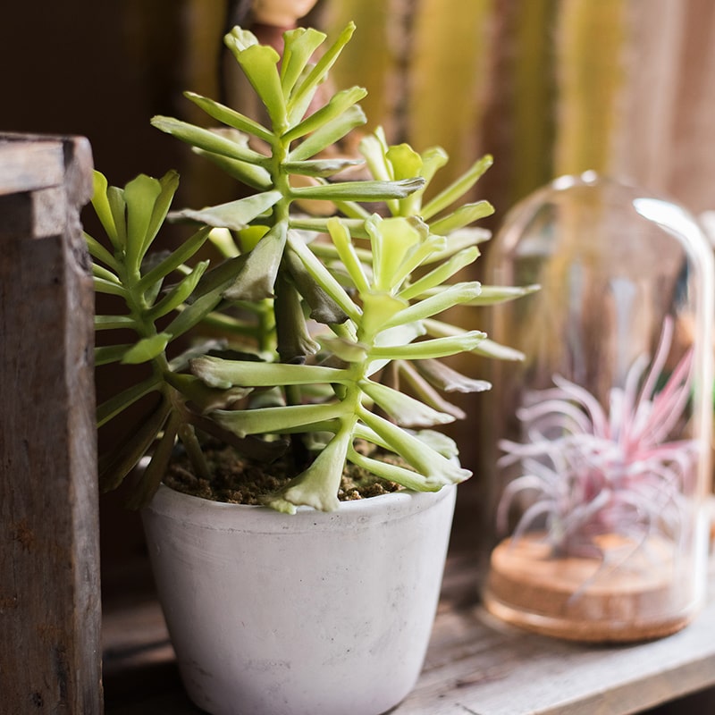 Artificial Faux Adromischus Succulent in a light gray pot, showcasing realistic green leaves and a stylish design.