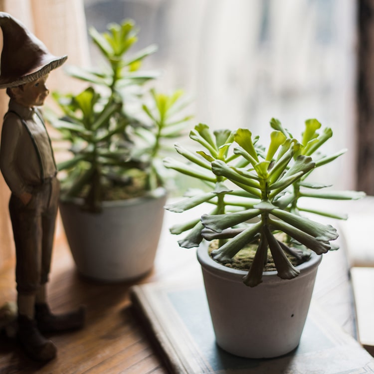 Artificial Faux Adromischus Succulent in a light gray pot, showcasing realistic green leaves and a stylish design.