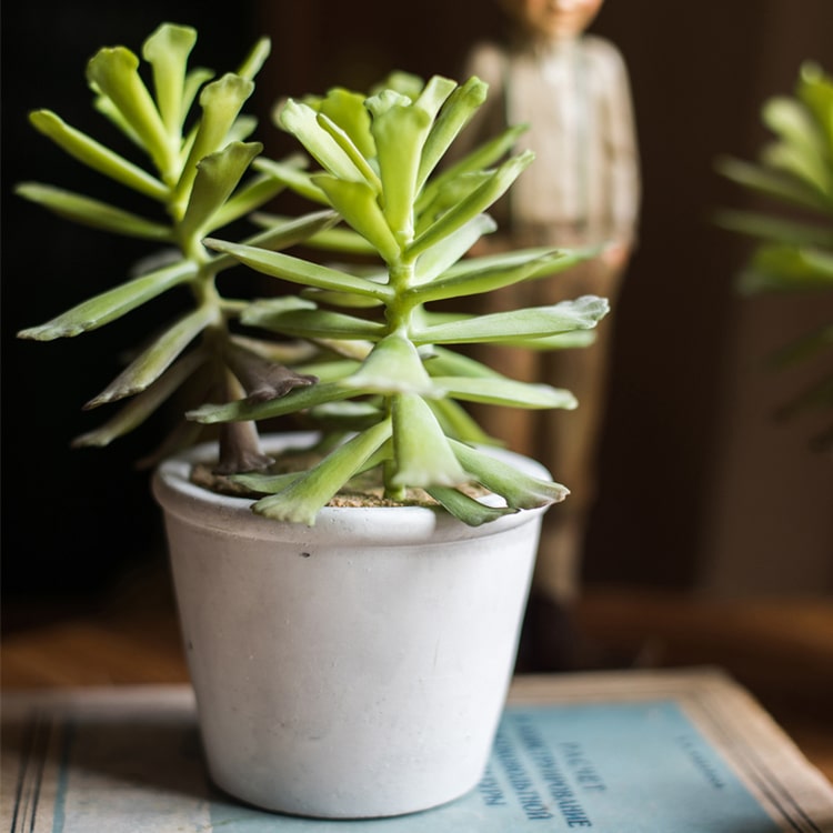 Artificial Faux Adromischus Succulent in a light gray pot, showcasing realistic green leaves and a stylish design.