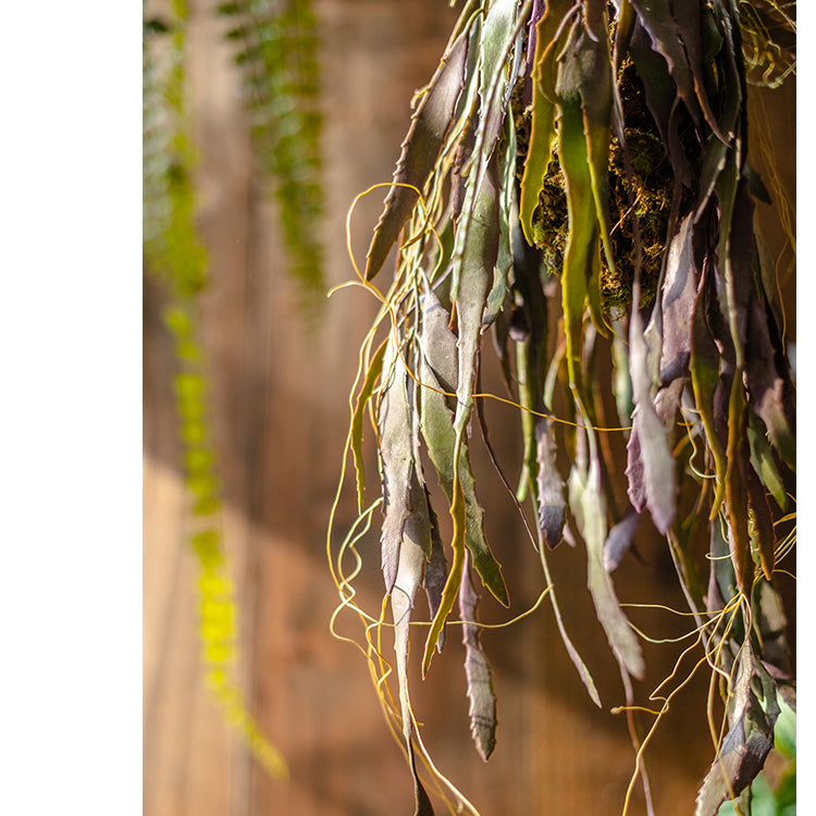 Close-up of dried hanging leaves.