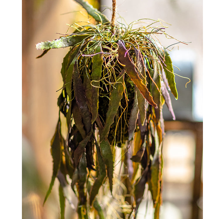 Hanging plant with long leaves.