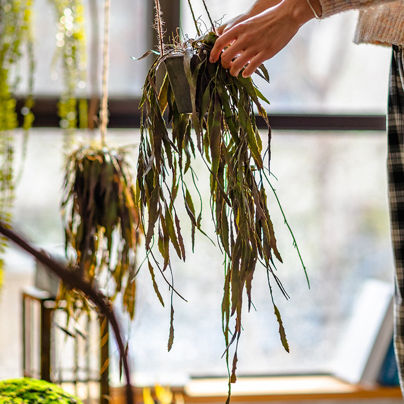 Hanging plant being handled.