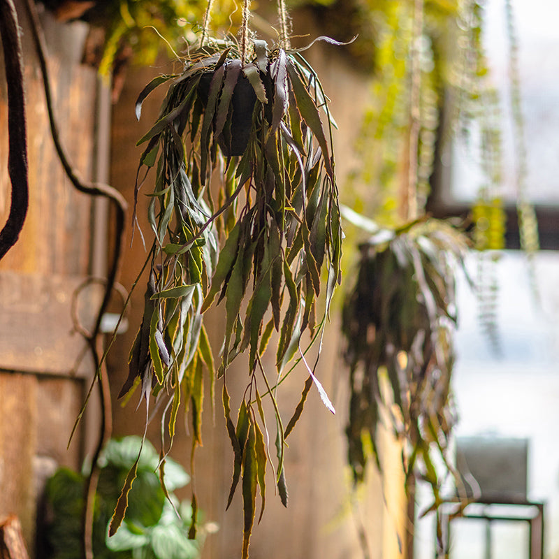 Hanging plants near window.