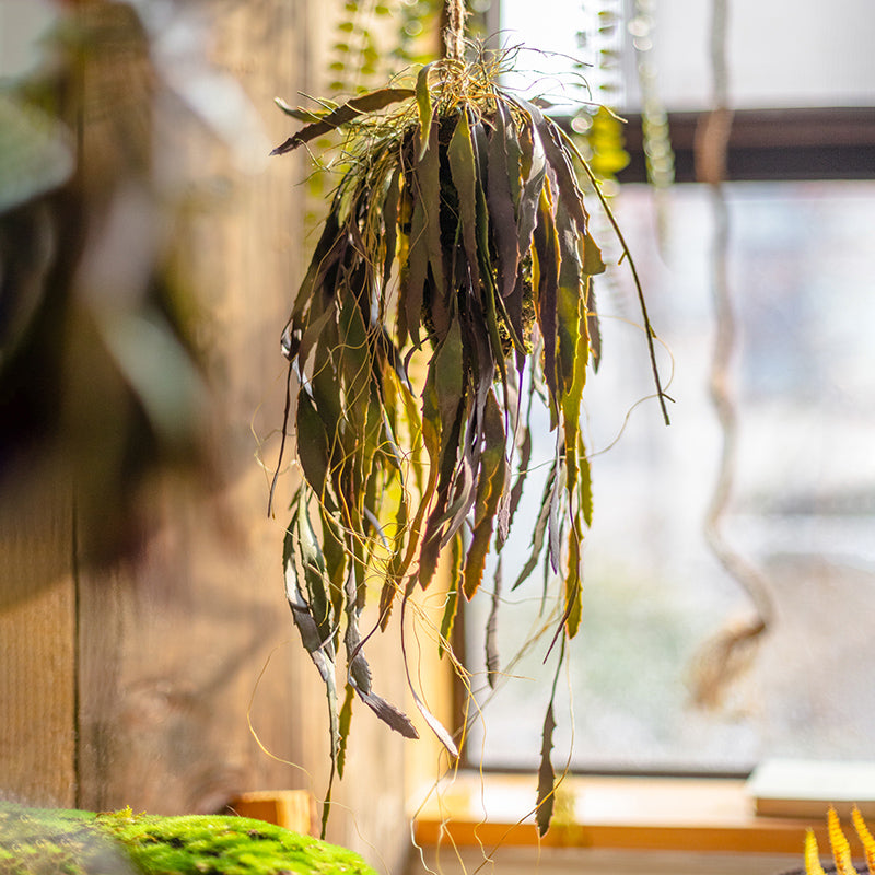 Hanging dried eucalyptus leaves.