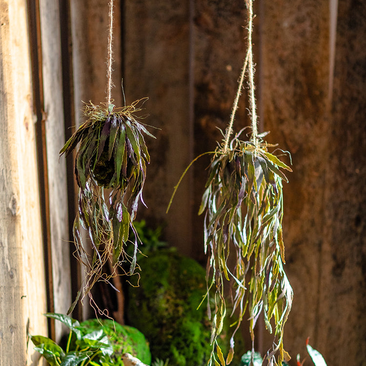 Hanging dried fishbone cactus plants.