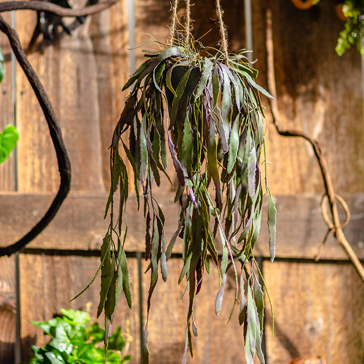 Hanging basket of fishbone cactus