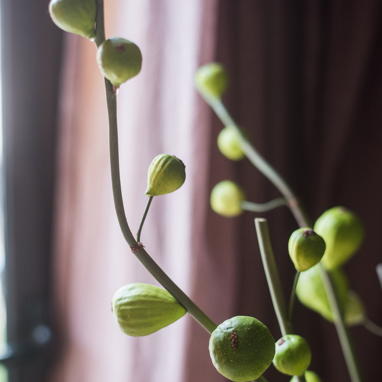 30-inch tall artificial fig fruit stem with 10 realistic figs, featuring a frosted green color, perfect for home decor.