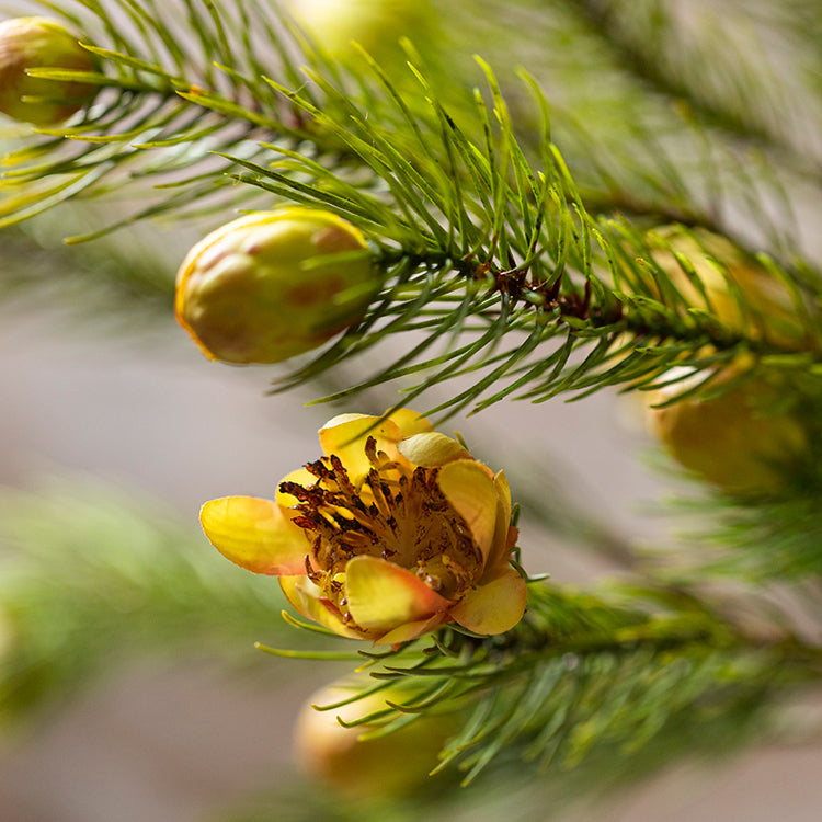 A 26-inch tall artificial pine needle flower stem in mixed colors, showcasing realistic details and vibrant hues.