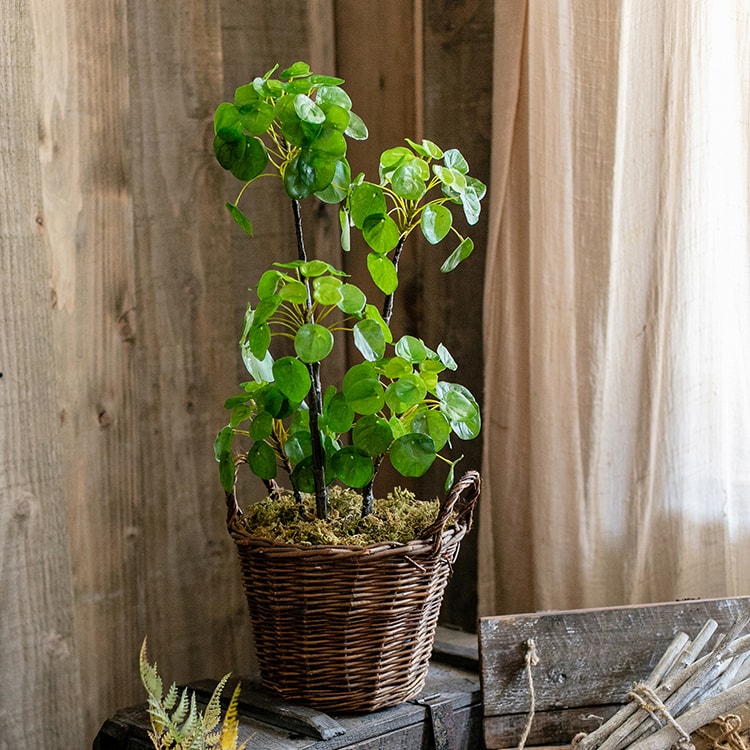 A 26-inch tall artificial potted Pilea plant with lush green leaves in a black pot, perfect for home or office decor.