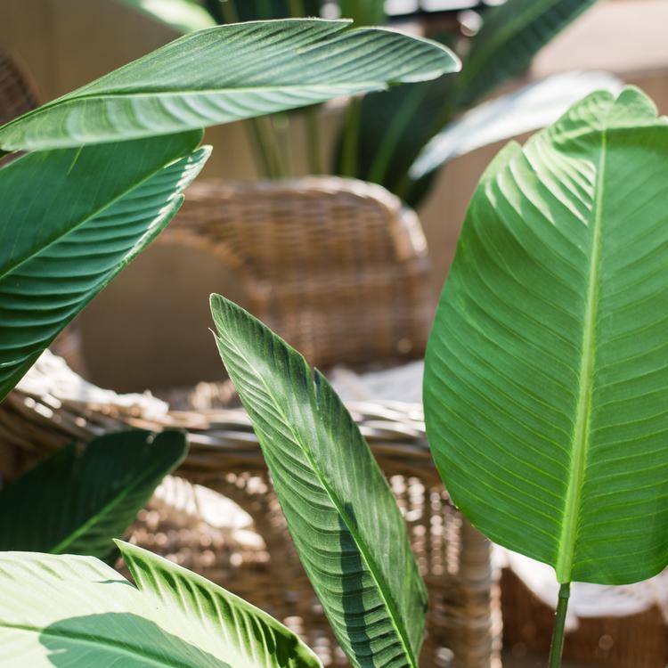 Artificial Silk Travelers Palm Tree in Pot, showcasing lush green leaves and a stylish black pot.