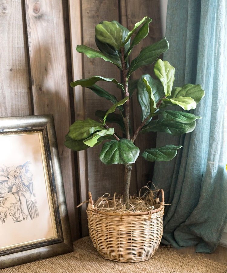 Lifelike Artificial Fiddle Leaf Tree in a black pot, showcasing large green leaves and a realistic appearance.