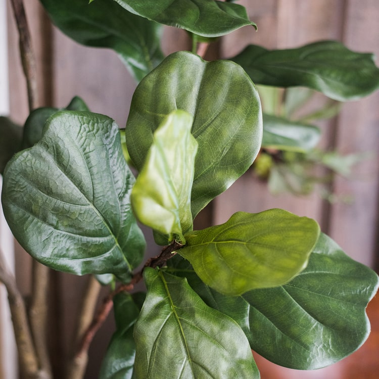 Lifelike Artificial Fiddle Leaf Tree in a black pot, showcasing large green leaves and a realistic appearance.