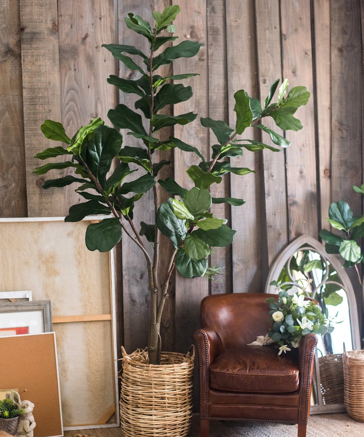 Lifelike Artificial Fiddle Leaf Tree in a black pot, showcasing large green leaves and a realistic appearance.