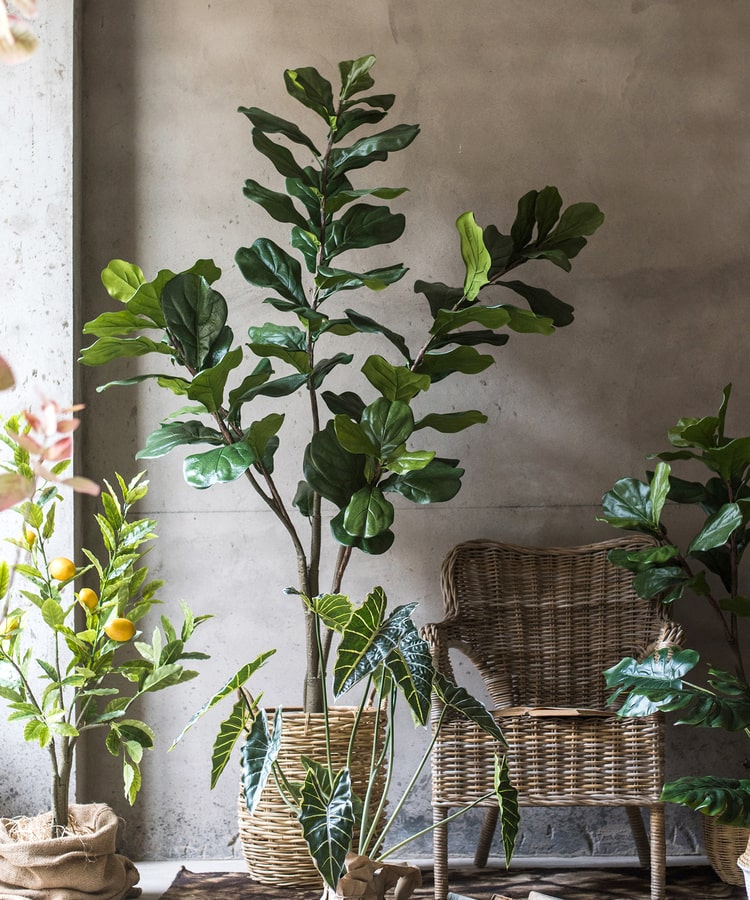 Lifelike Artificial Fiddle Leaf Tree in a black pot, showcasing large green leaves and a realistic appearance.