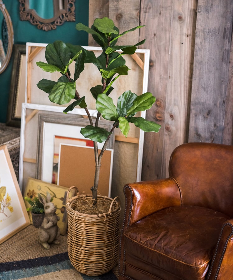 Lifelike Artificial Fiddle Leaf Tree in a black pot, showcasing large green leaves and a realistic appearance.