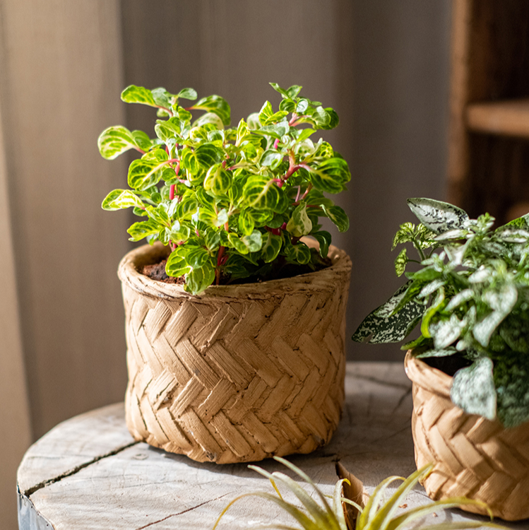 Bamboo Looking Cement Planter in khaki color, showcasing its unique bamboo-like design and drainage hole.