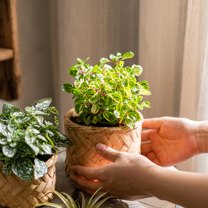 Bamboo Looking Cement Planter in khaki color, showcasing its unique bamboo-like design and drainage hole.