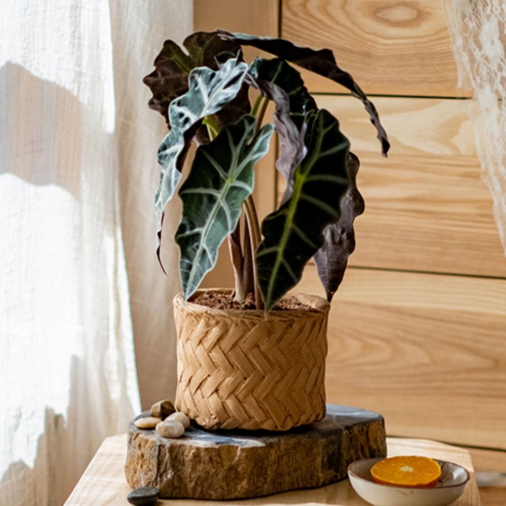 Bamboo Looking Cement Planter in khaki color, showcasing its unique bamboo-like design and drainage hole.