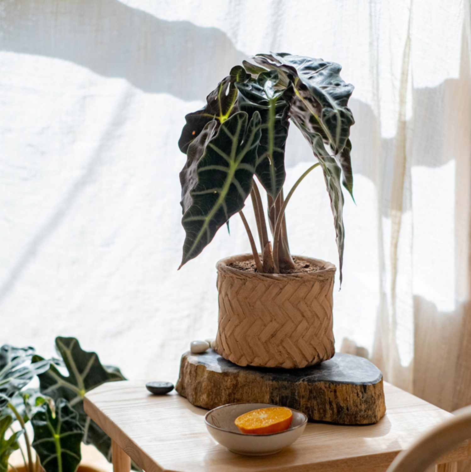 Bamboo Looking Cement Planter in khaki color, showcasing its unique bamboo-like design and drainage hole.