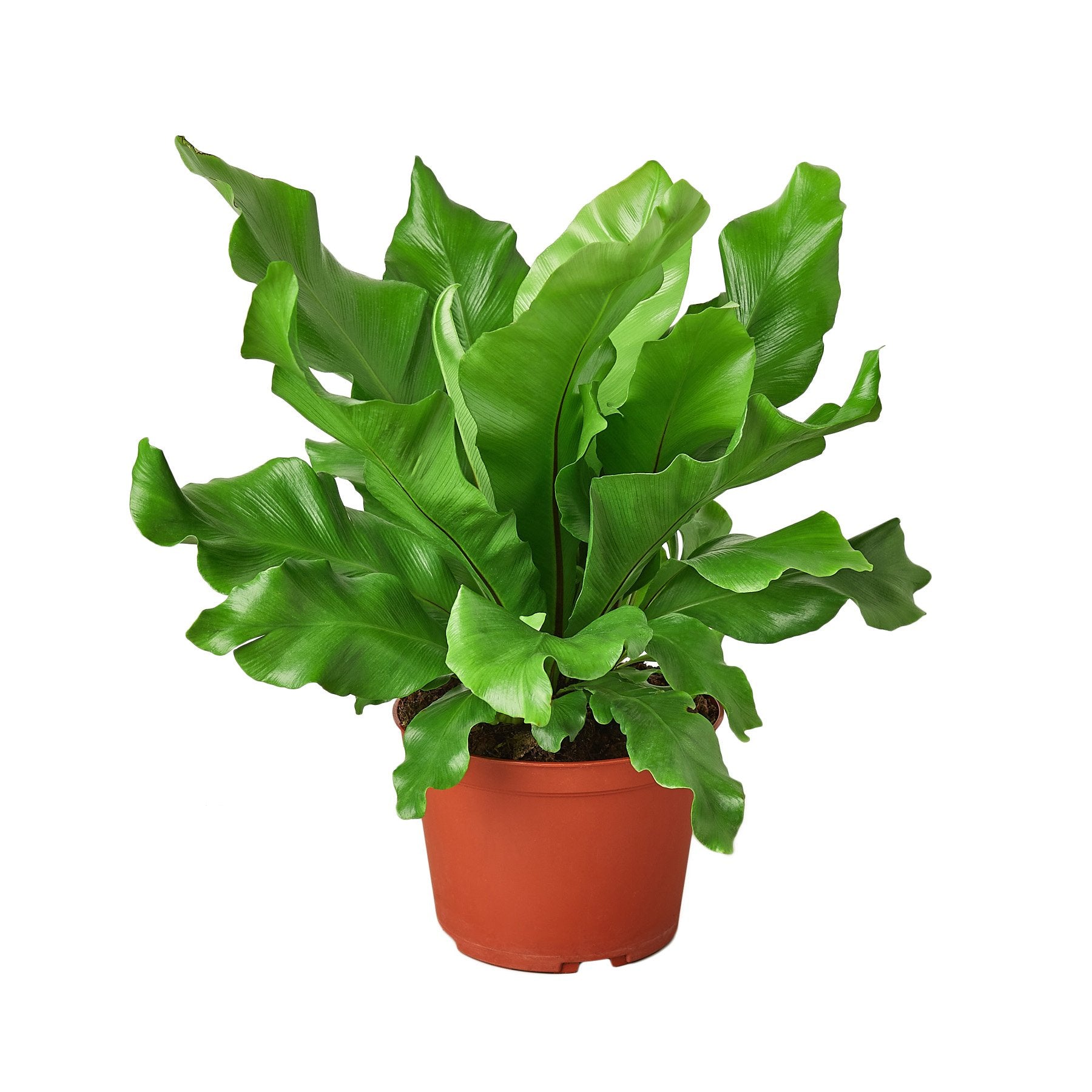 A lush Bird's Nest 'Nidus' Fern with large, crinkled light green leaves, showcasing its tropical beauty.