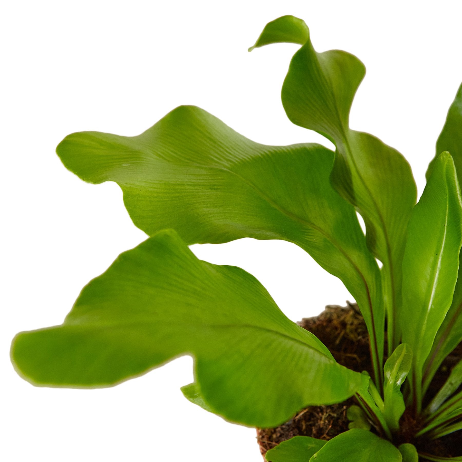 A lush Bird's Nest 'Nidus' Fern with large, crinkled light green leaves, showcasing its tropical beauty.