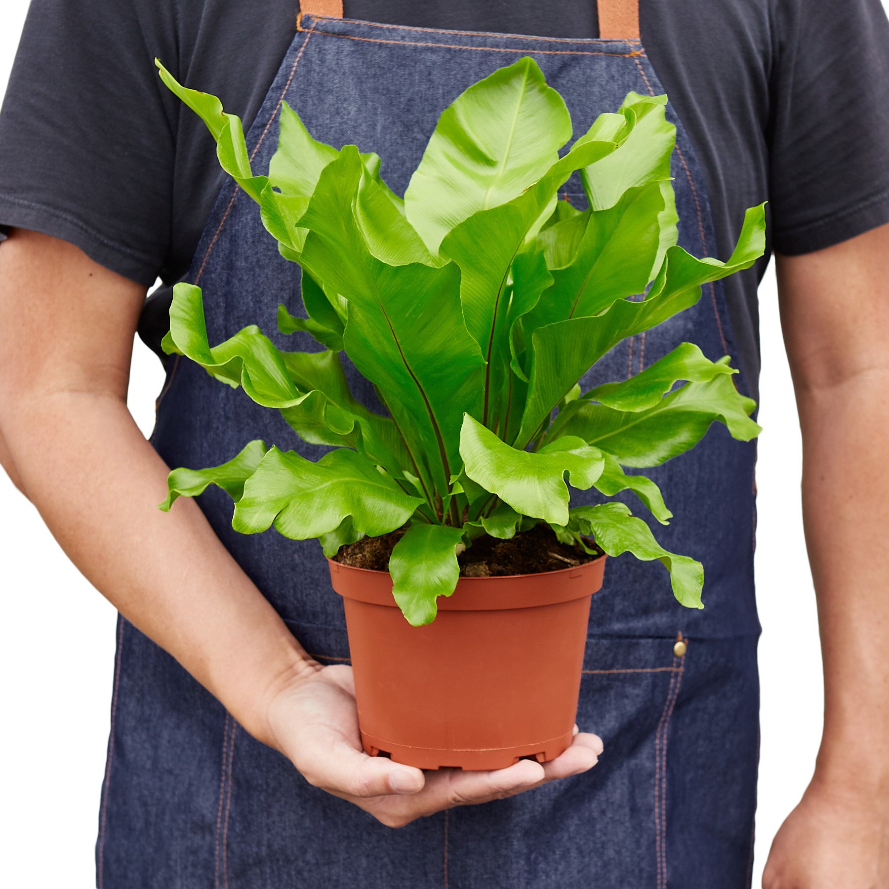 A lush Bird's Nest 'Nidus' Fern with large, crinkled light green leaves, showcasing its tropical beauty.