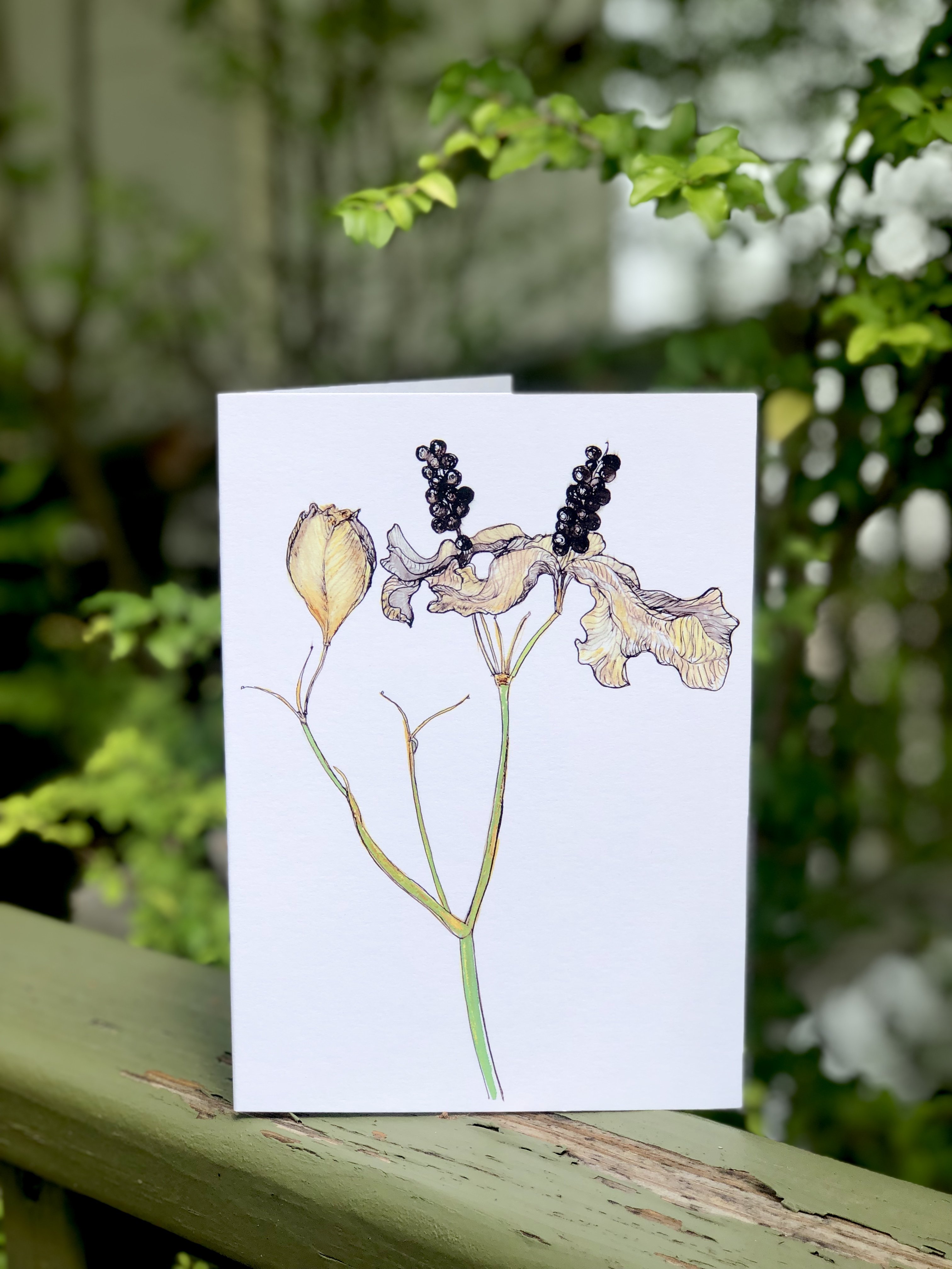 Blackberry Lily Greeting Card featuring vibrant floral design on heavyweight matte paper, ideal for gifting or framing.