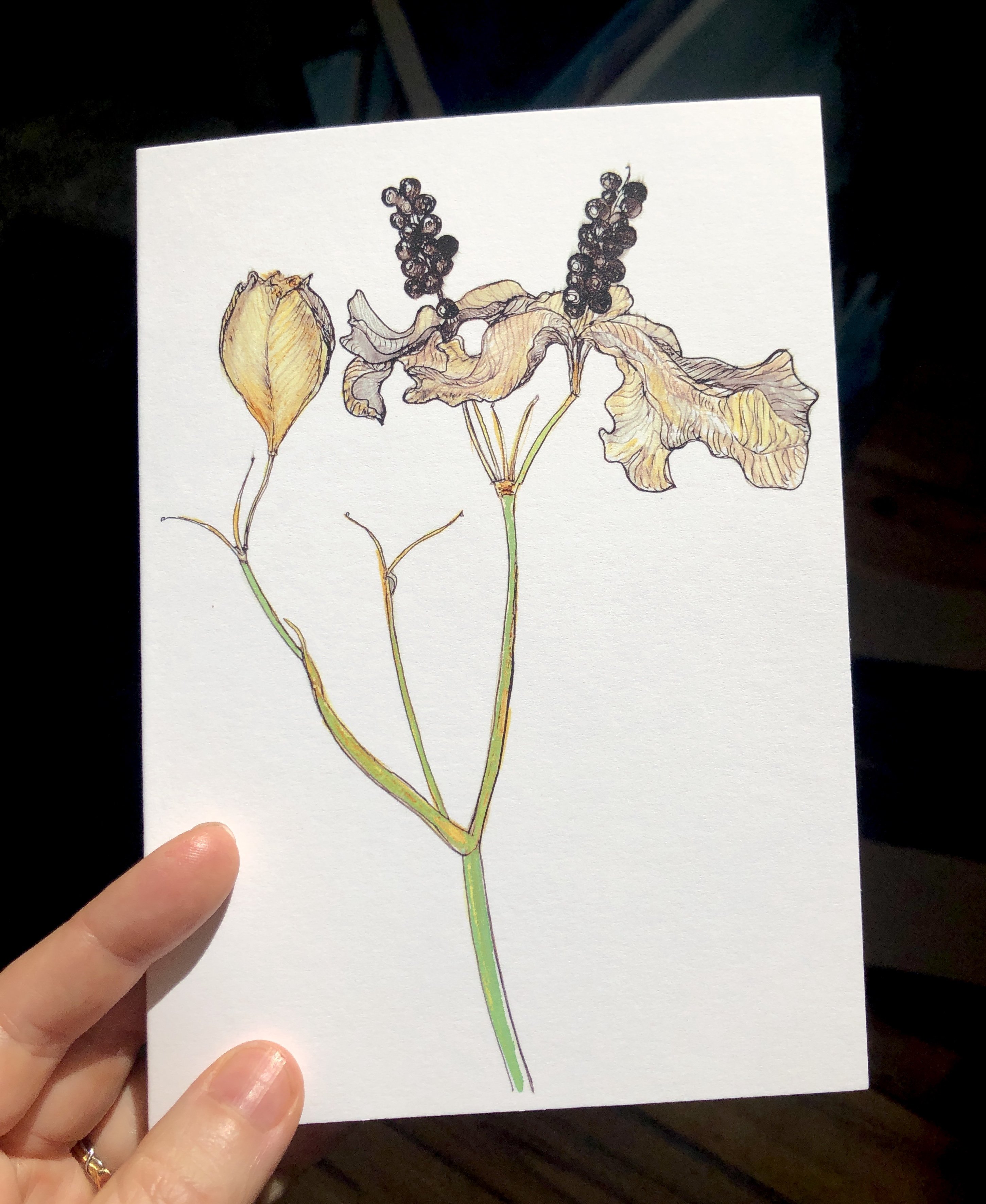 Blackberry Lily Greeting Card featuring vibrant floral design on heavyweight matte paper, ideal for gifting or framing.