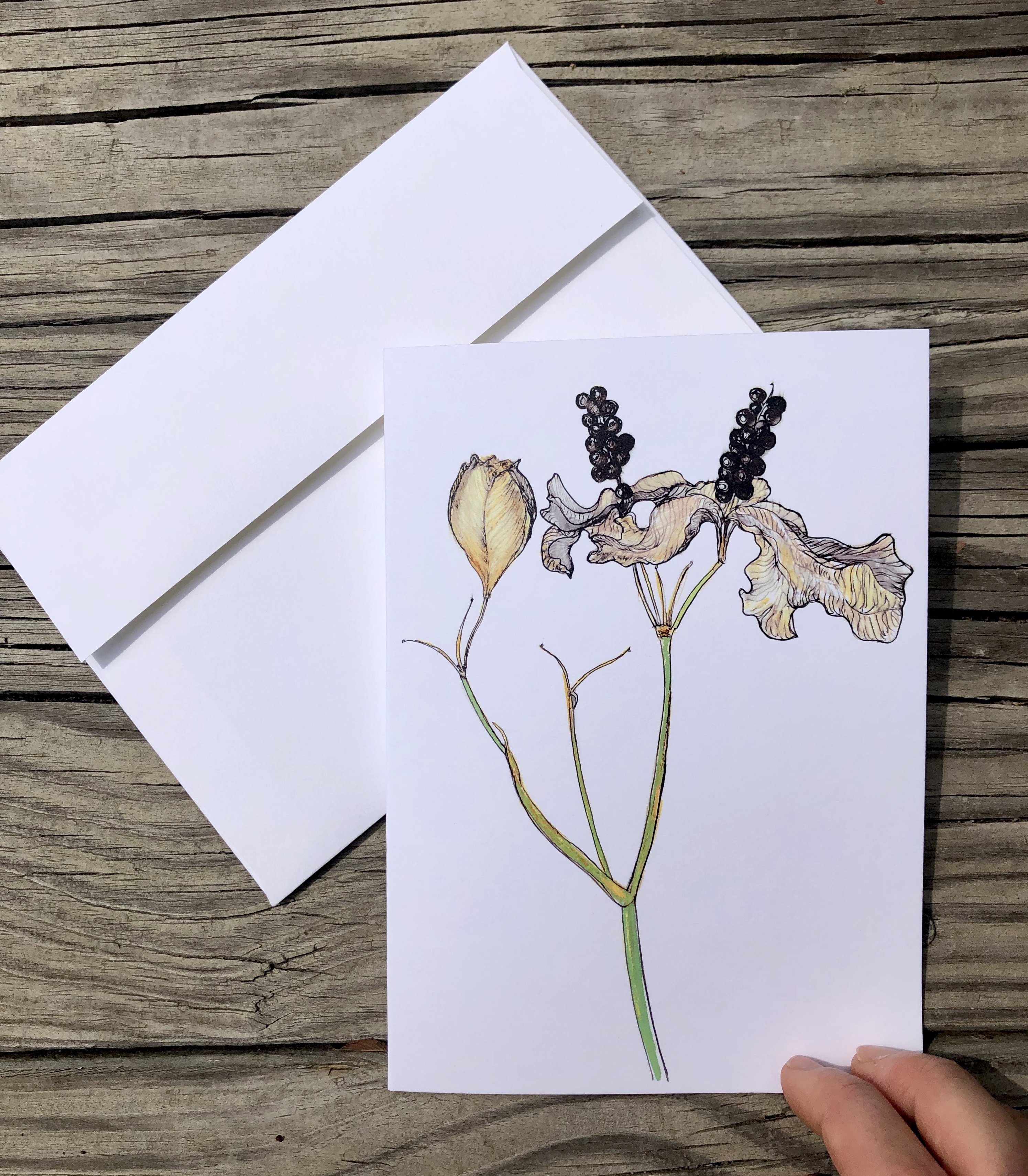 Blackberry Lily Greeting Card featuring vibrant floral design on heavyweight matte paper, ideal for gifting or framing.