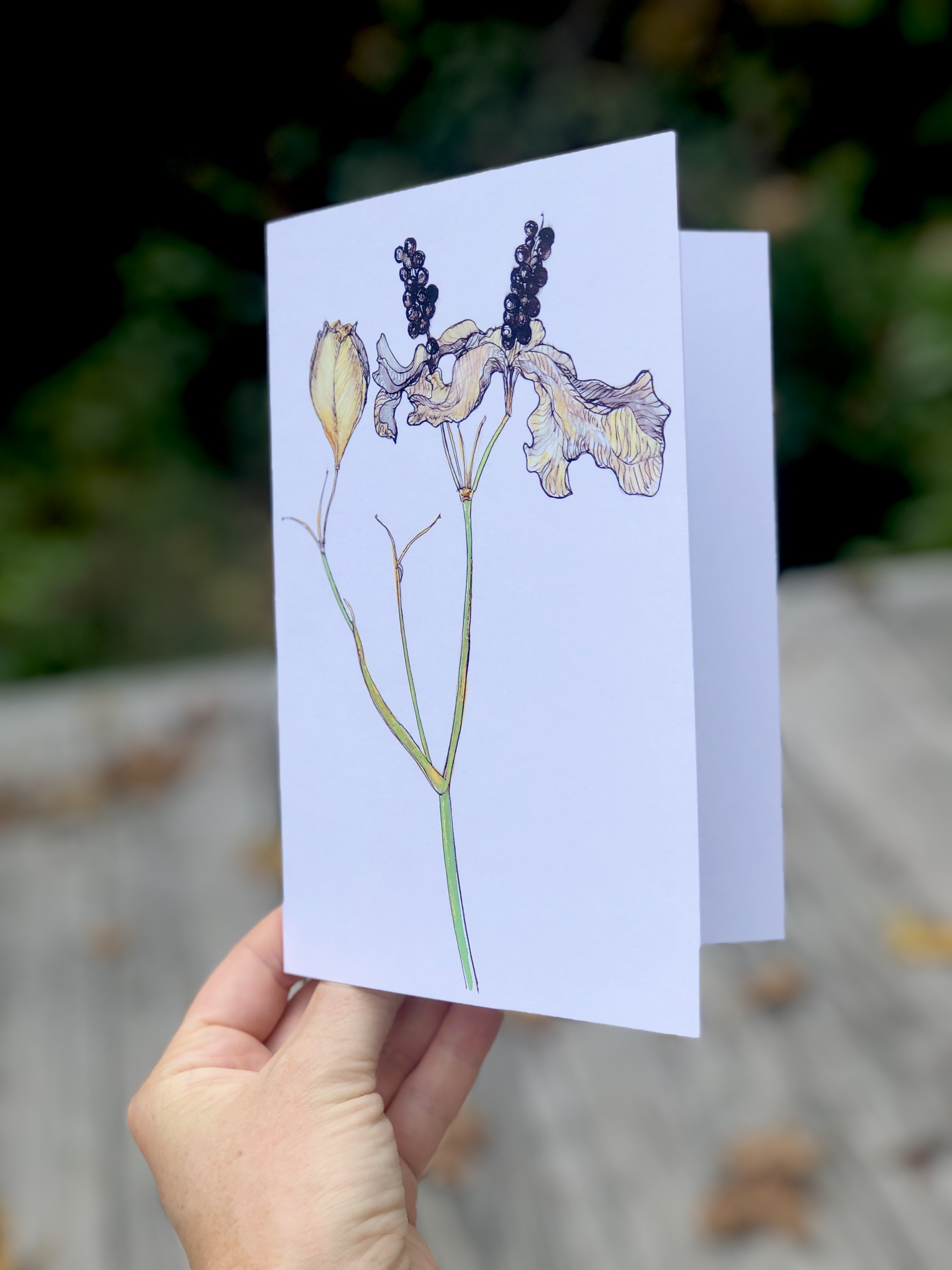 Blackberry Lily Greeting Card featuring vibrant floral design on heavyweight matte paper, ideal for gifting or framing.