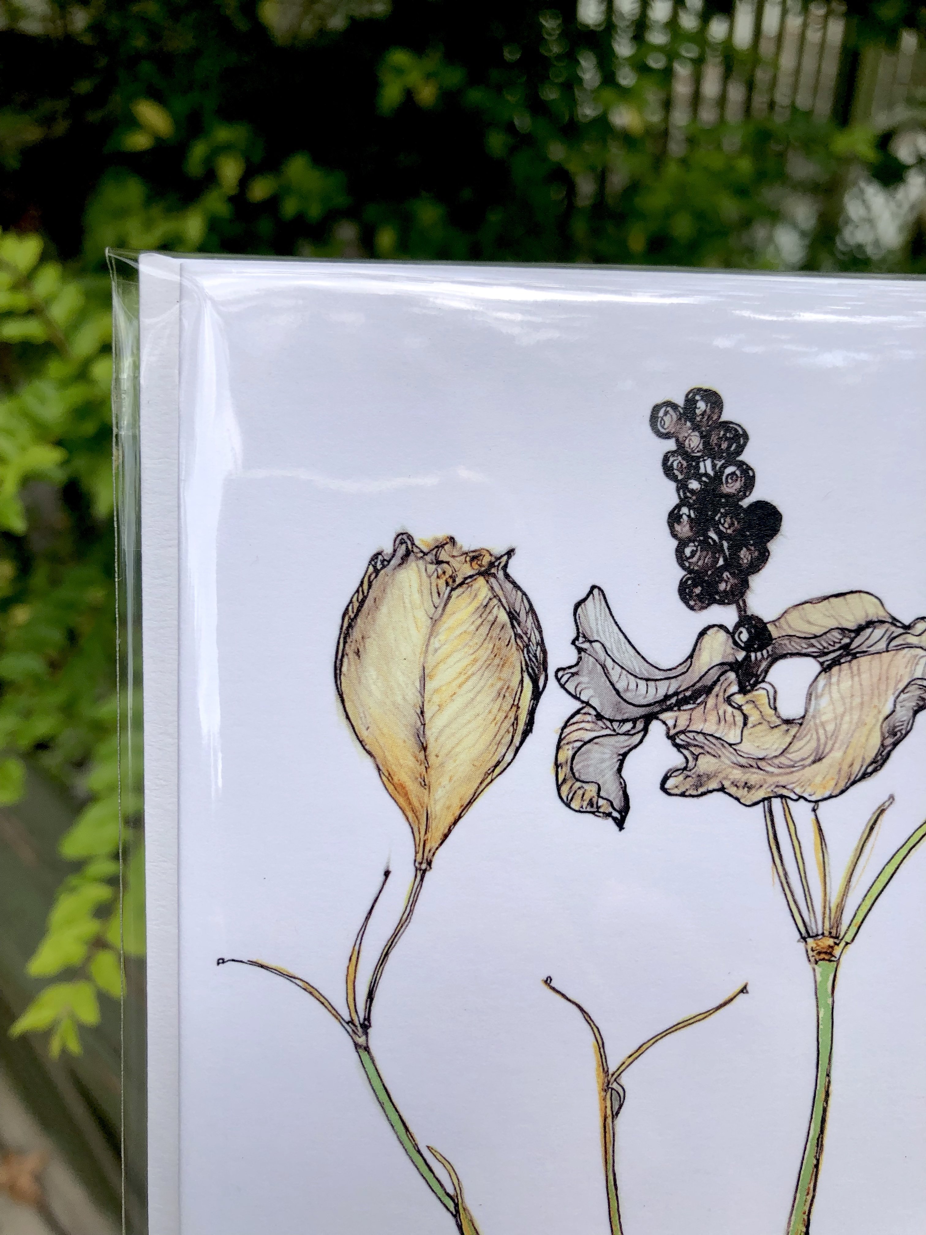 Blackberry Lily Greeting Card featuring vibrant floral design on heavyweight matte paper, ideal for gifting or framing.