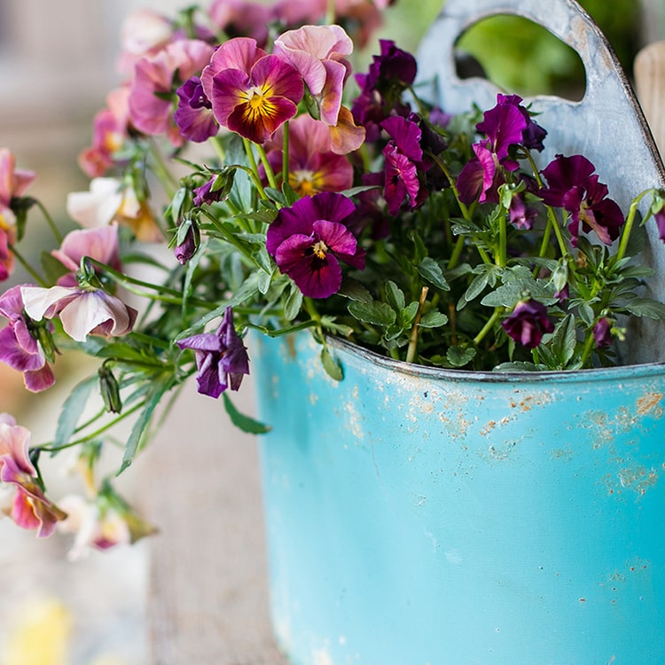 A vibrant turquoise blue metal basket tool organizer, perfect for storing gardening tools and accessories in a flower garden.