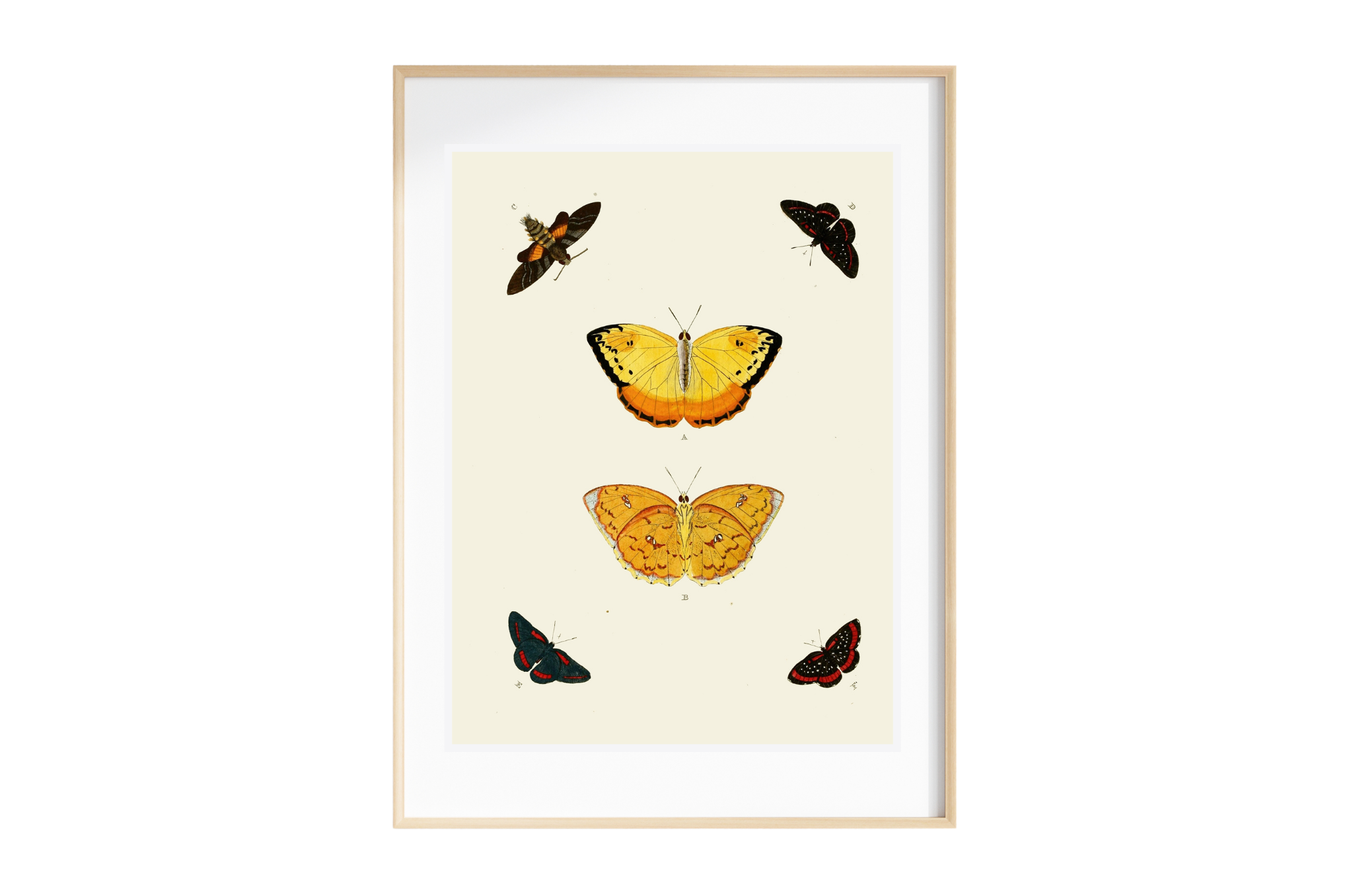 A vibrant Butterfly Art Print on museum-grade canvas showcasing rich colors and intricate details, perfect for home decor.