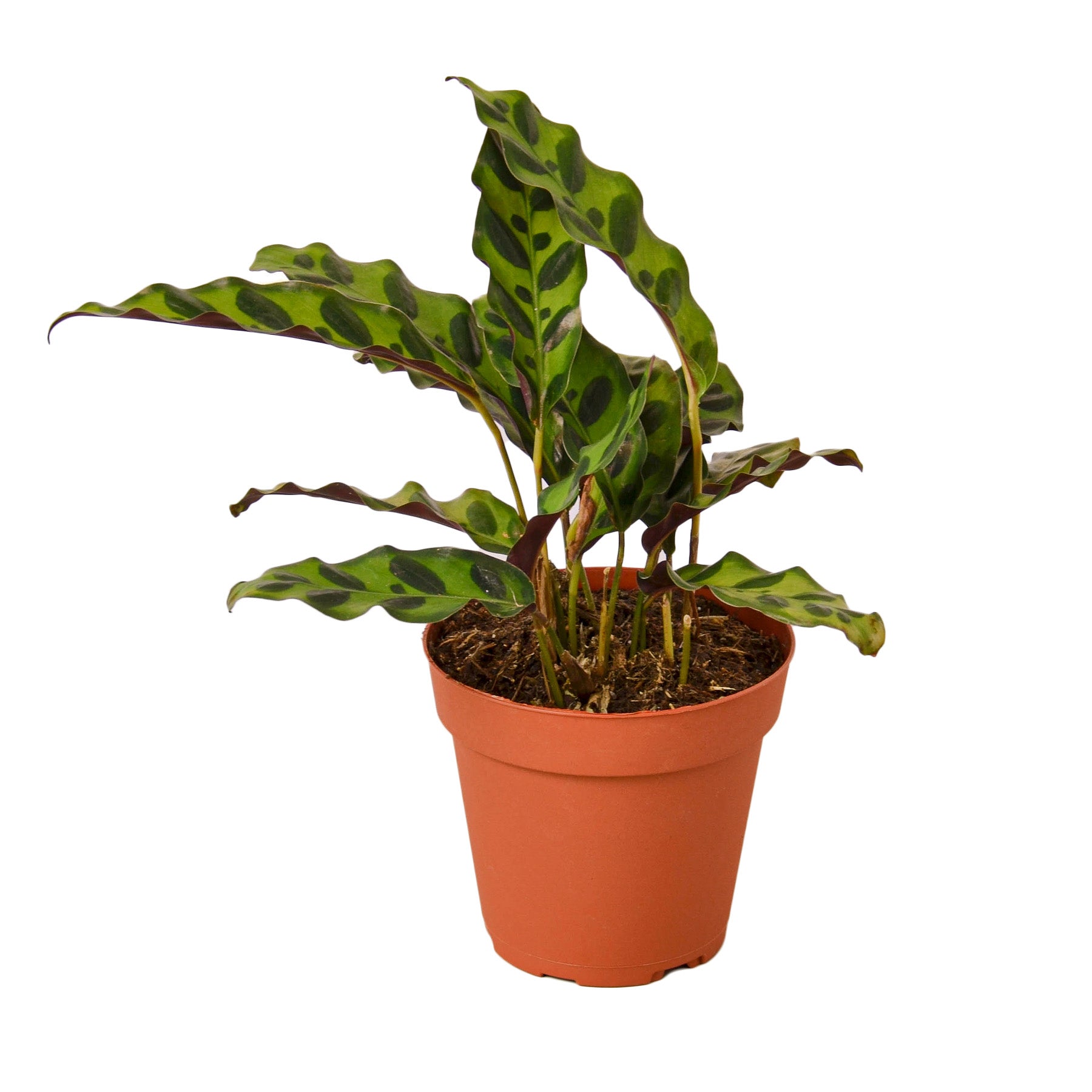 Calathea Lancifolia 'Rattlesnake' showcasing its dark green, rippled leaves in a bright indoor setting.