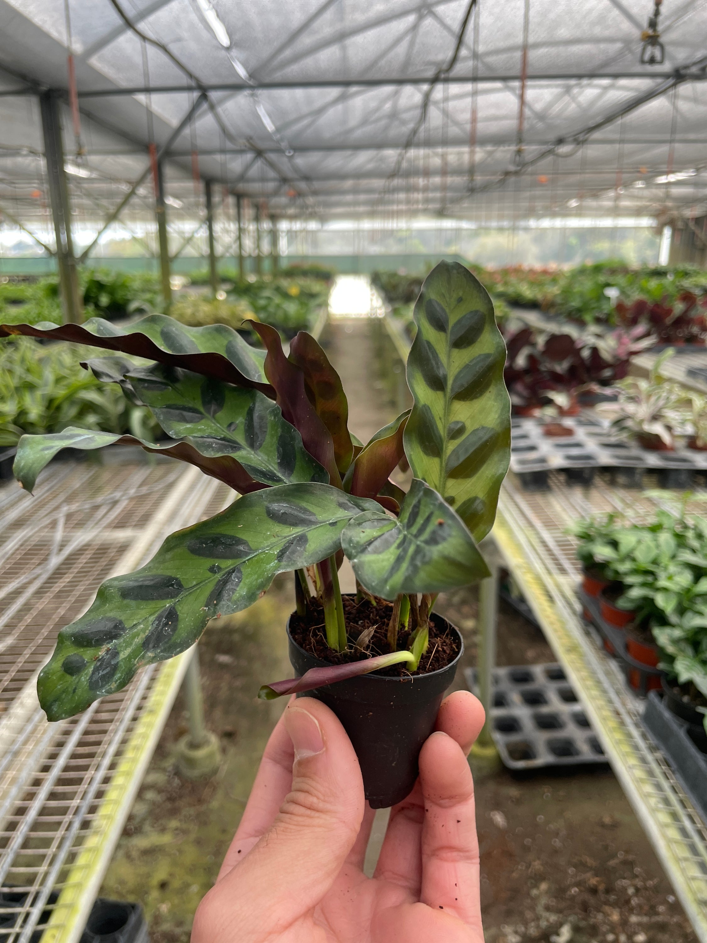 Calathea Lancifolia 'Rattlesnake' showcasing its dark green, rippled leaves in a bright indoor setting.