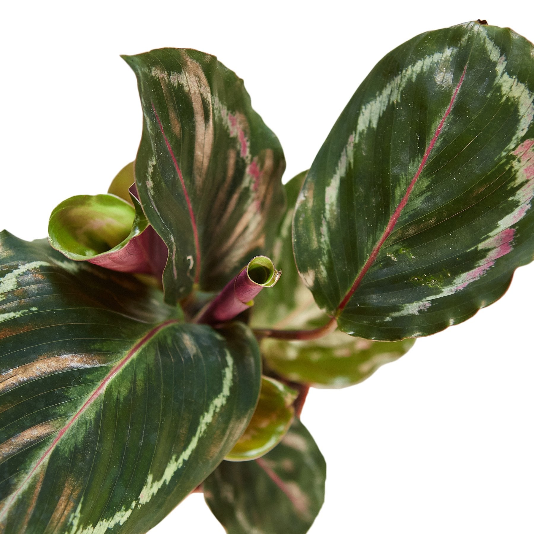 Calathea Roseopicta 'Medallion' showcasing vibrant green leaves with intricate patterns and deep purple undersides.