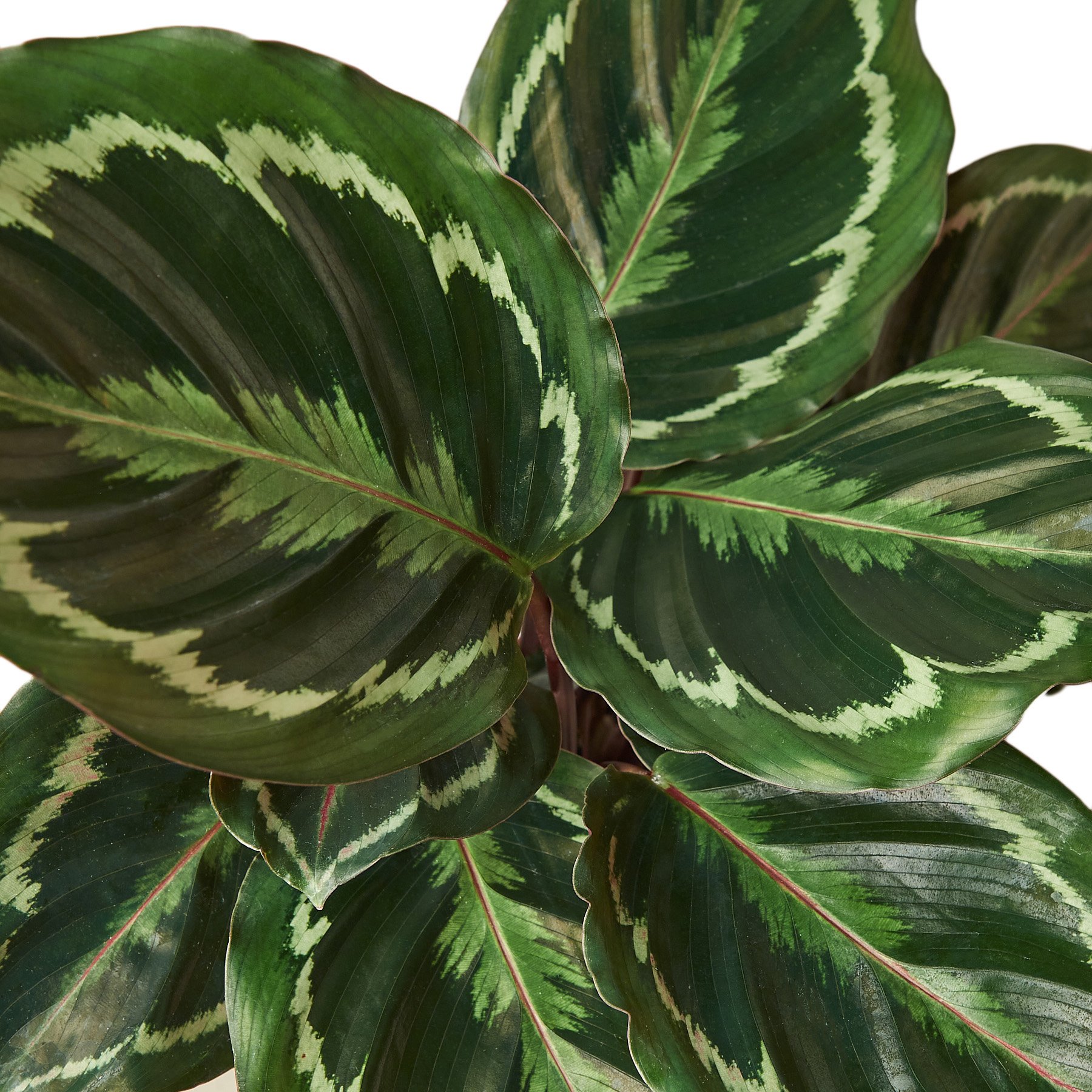 Calathea Roseopicta 'Medallion' showcasing vibrant green leaves with intricate patterns and deep purple undersides.