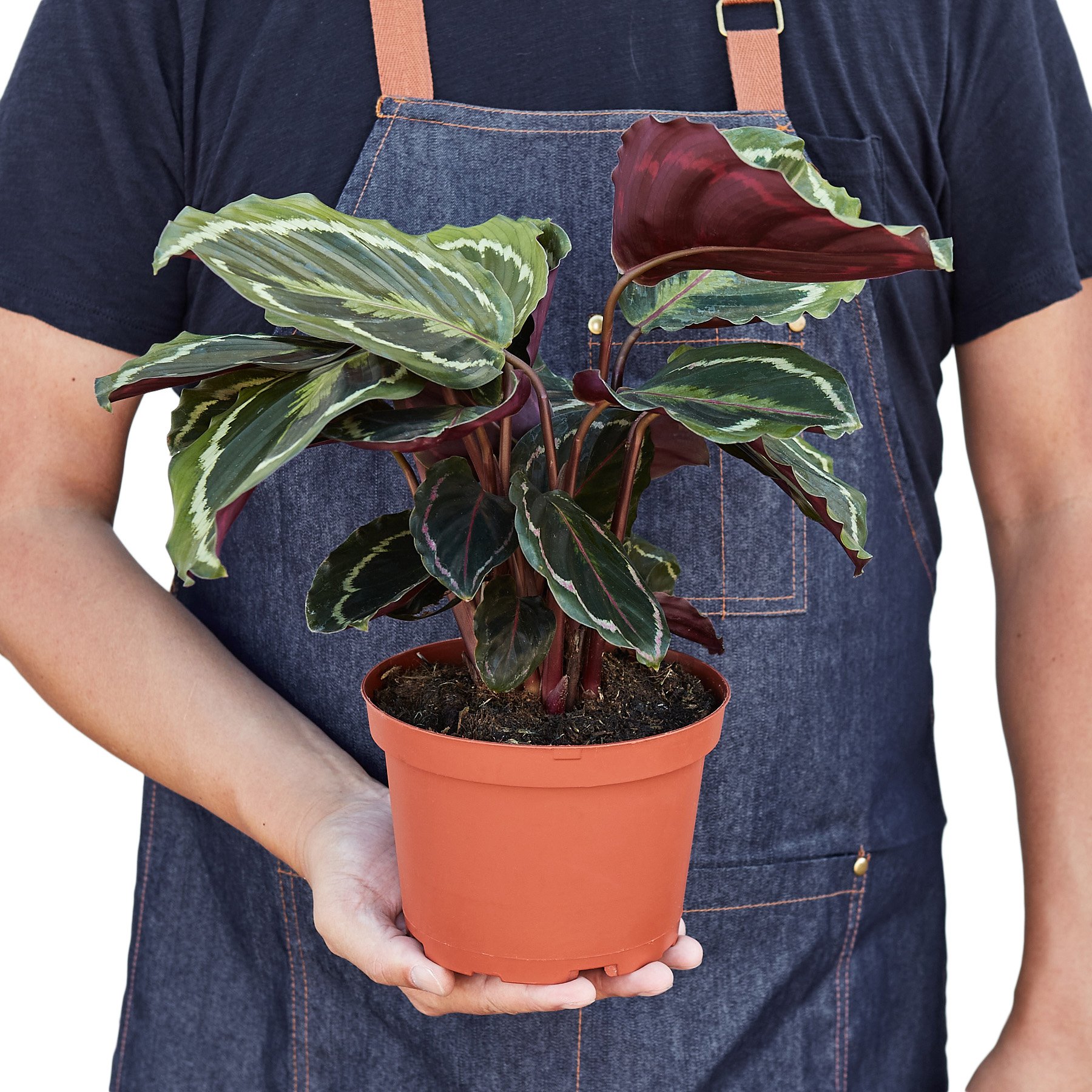 Calathea Roseopicta 'Medallion' showcasing vibrant green leaves with intricate patterns and deep purple undersides.