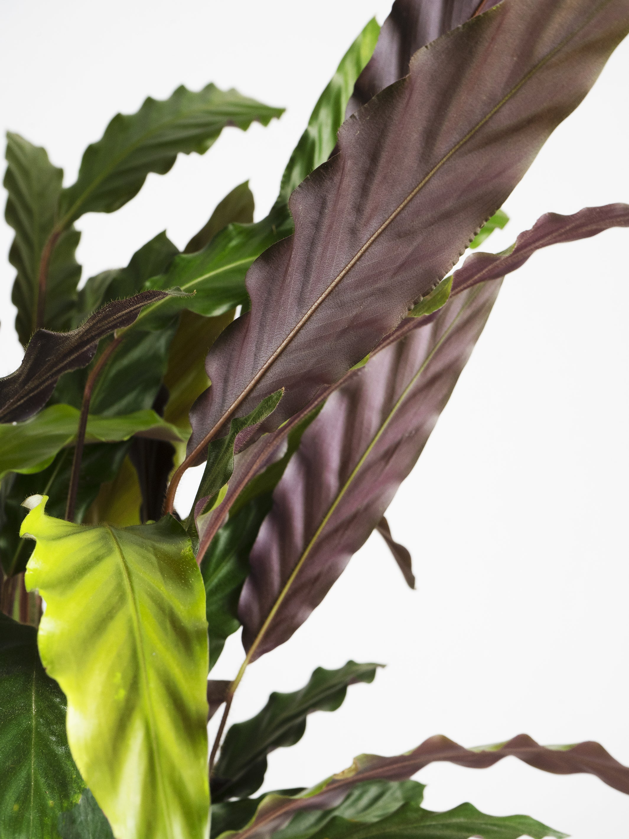 Close-up of a tropical plant.