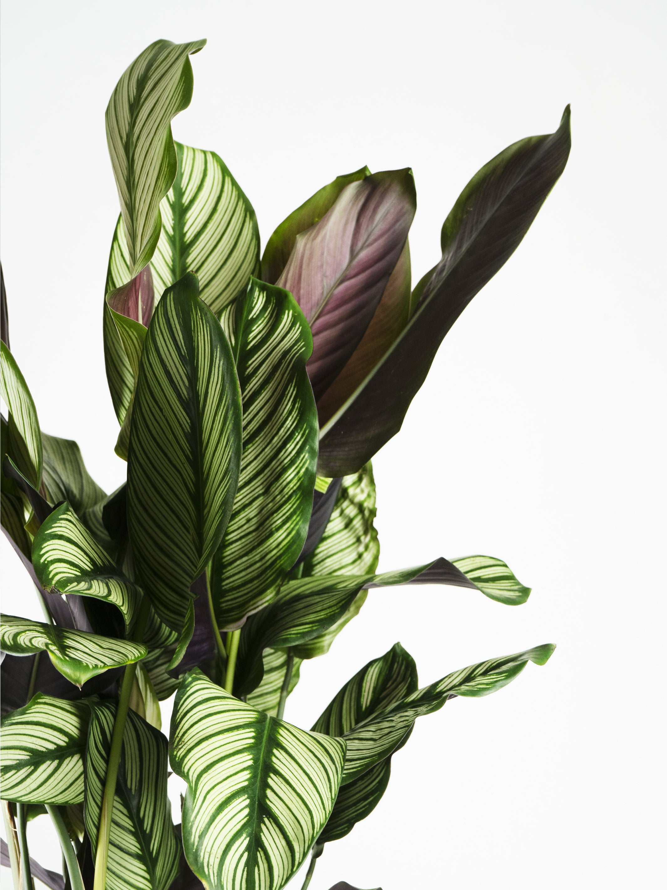 Calathea White Star plant with striking white and green foliage, showcasing its unique leaf patterns in a decorative pot.