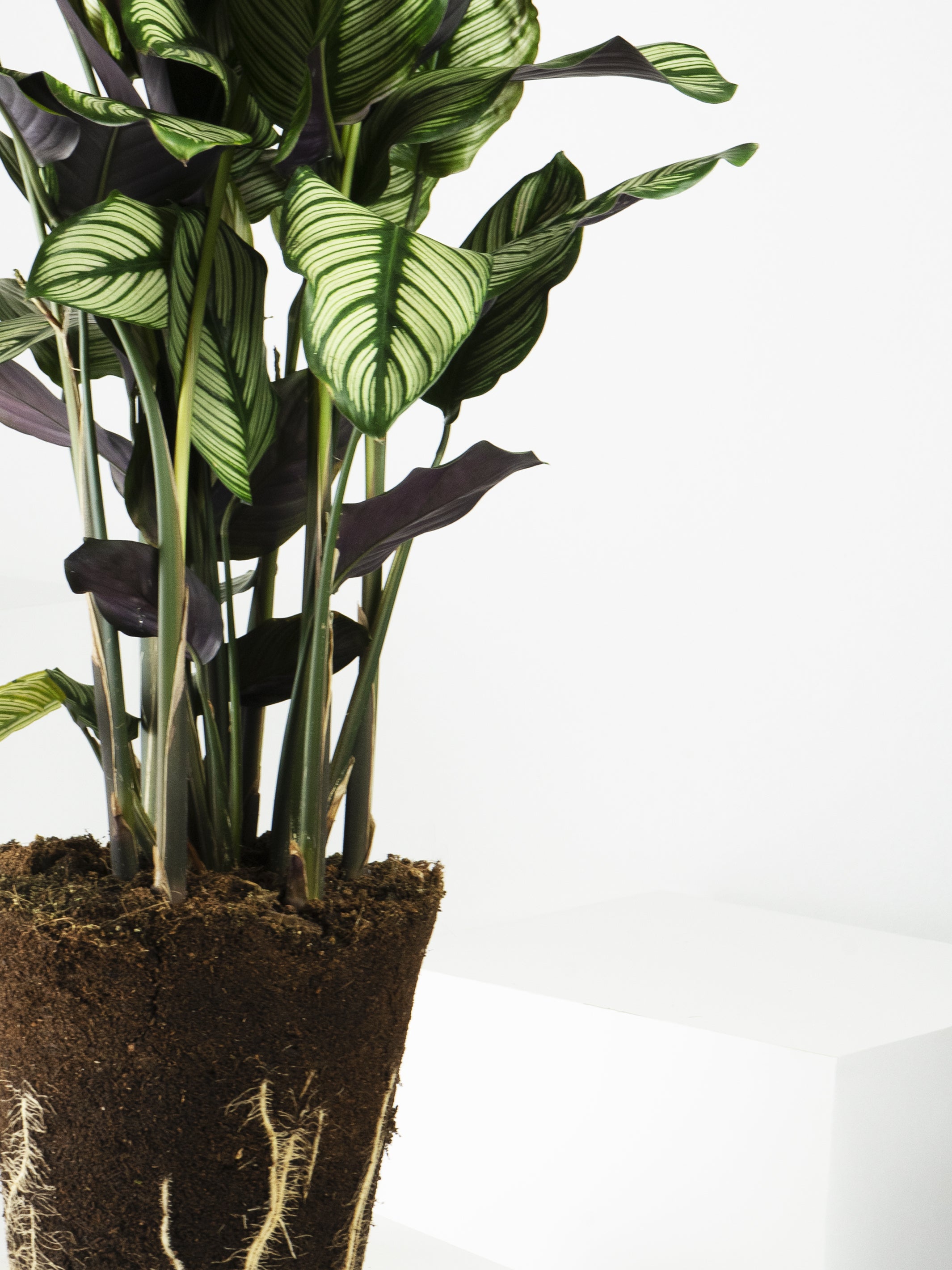 Calathea White Star plant with striking white and green foliage, showcasing its unique leaf patterns in a decorative pot.