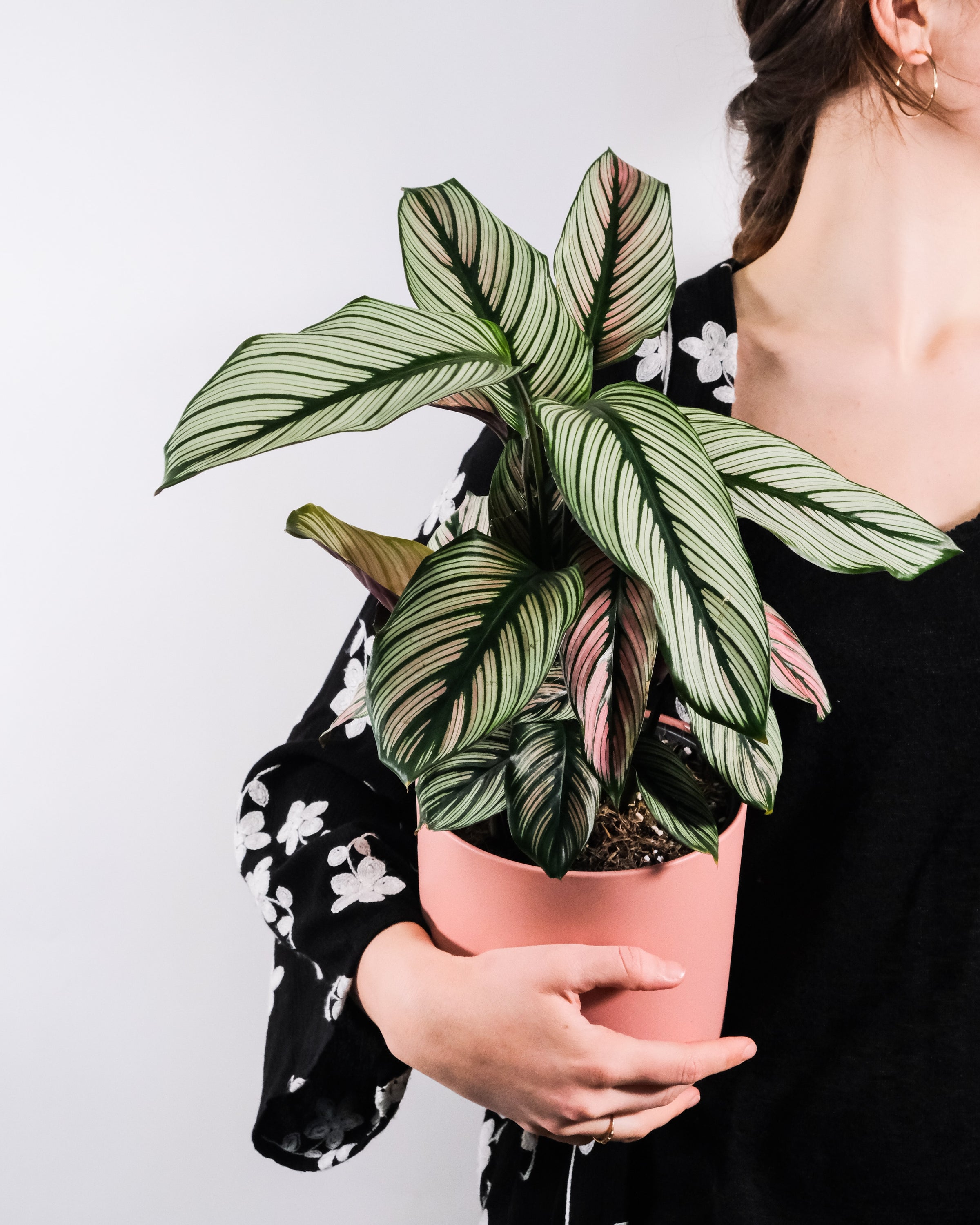 Calathea White Star plant with striking white and green foliage, showcasing its unique leaf patterns in a decorative pot.